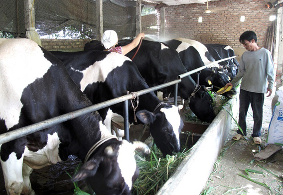 Nuôi bò sữa ở Vĩnh Thịnh - Vĩnh Tường